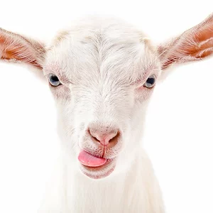 Для овец и коз Для овец и коз