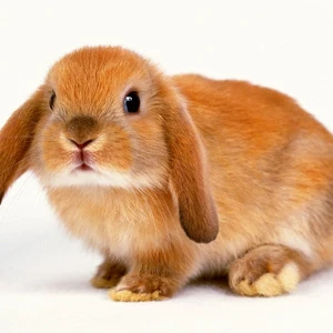 Для кроликов Для кроликов