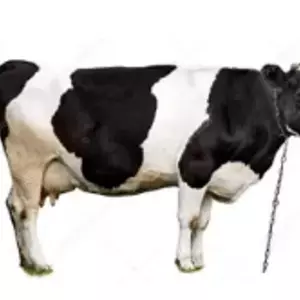 Оборудование для скотоводства Оборудование для скотоводства