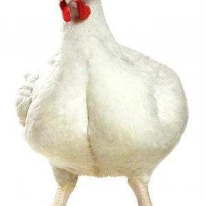 Для птицеводства Для птицеводства